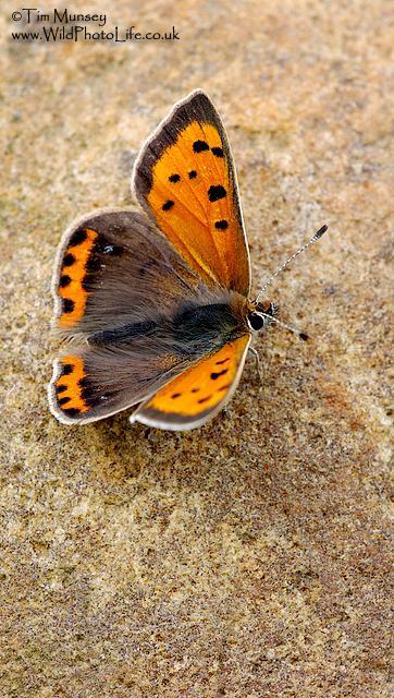 Small copper 2.jpg